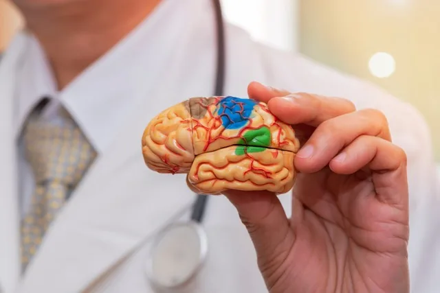 Médico segurando um modelo anatômico colorido do cérebro humano